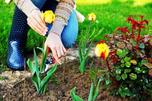 Professional pruning and crown management for trees in Gipsy Hill