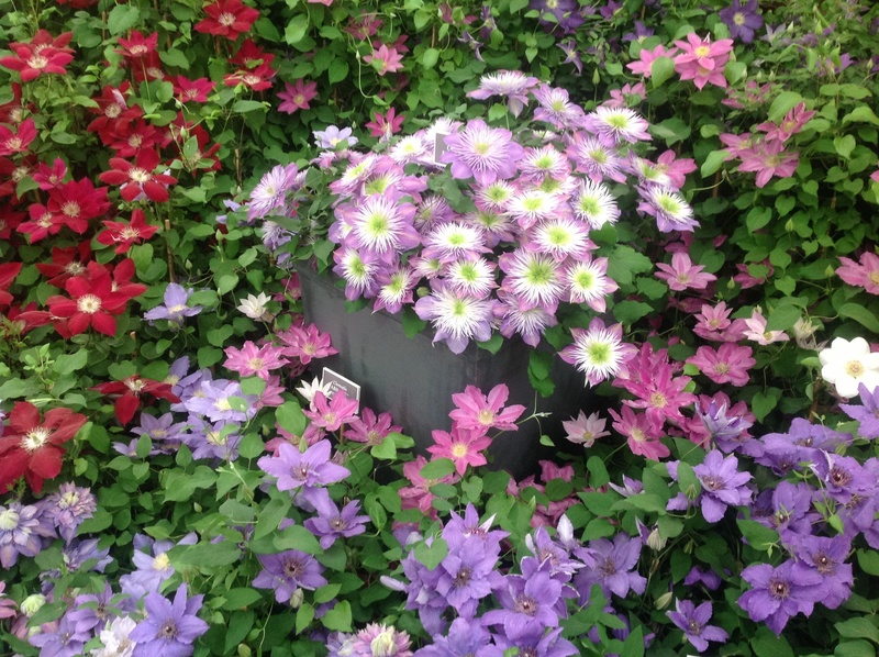 garden plants