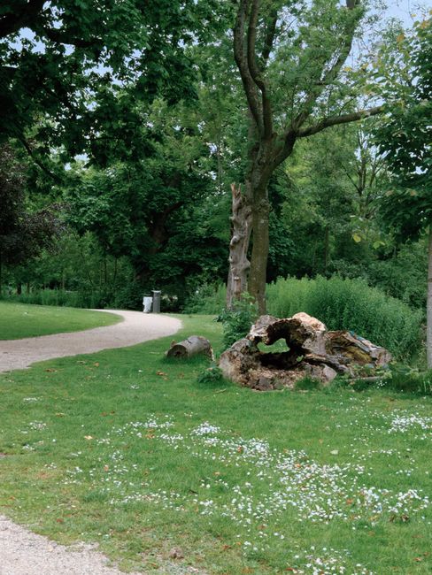 A lush, green garden scene featuring a large, mature deciduous tree with textured bark and spreading branches, surrounded by well-maintained grass interspersed with small white flowers. To the right o
